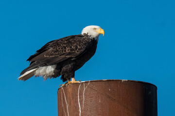 Eagle Resting