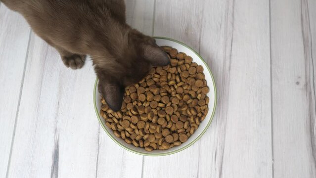 Adorable kitten chomps on dry cat food from a bowl. Close-up shot captures cute feline behavior. pet-related content, cat food advertisements. High definition video for TV, web, and social media.