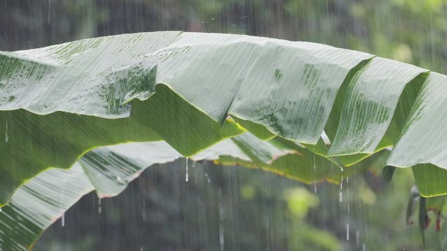 The broad green banana leaf midrib sways in the pouring rain