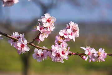 Close up of pink almond blossoms in Rhineland-Palatinate/Germany on a sunny spring day