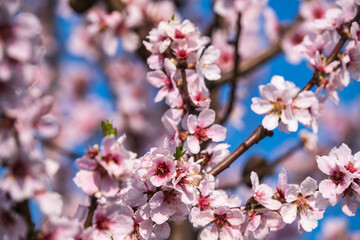 Close up of pink almond blossoms in Rhineland-Palatinate/Germany on a sunny spring day