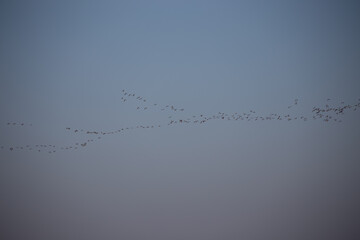 Zugvögel in blauem Himmel © csimages