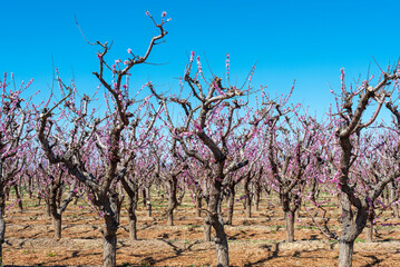 A blooming spring peach orchard in the Fruit and Wine Country of Western Colorado