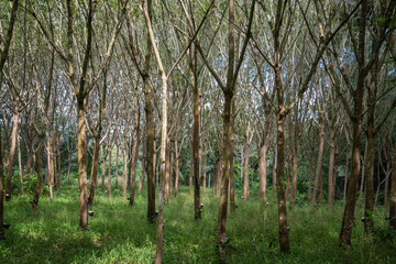 Fototapeta premium THAILAND PRACHUAP BANG SAPHAN RUBBER TREE