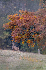 Two straight looking roe deers in a meadow with an autumn colored tree in the background in the White Carpathians in the Czech Republic
