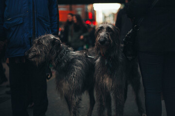 2 Deerhounds grey close up in the street