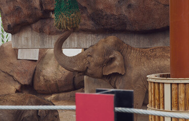 elephant eating banana at the zoo