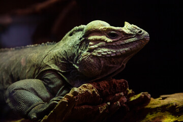 iguana on a branch close up 