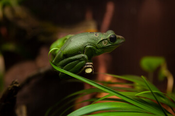 Frog on a leaf Close up photography