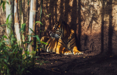 Tiger in the forest zoo