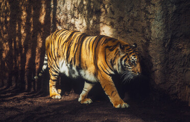 Tiger in the zoo at sunset 