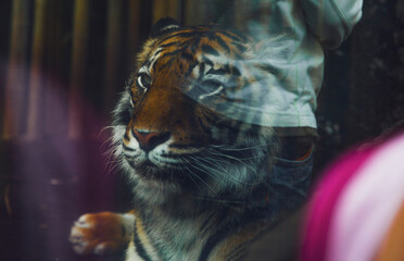 Portrait of a tiger 