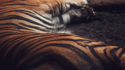 A tiger resting on the ground, texture