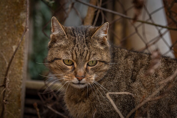 Tabby brown male cat with curved mouth outside in winter day without snow