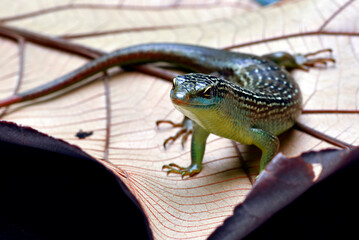 olive tree skink on a dried leaf