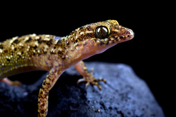 Rock gecko on a black background