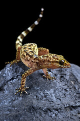 Rock gecko on a black background