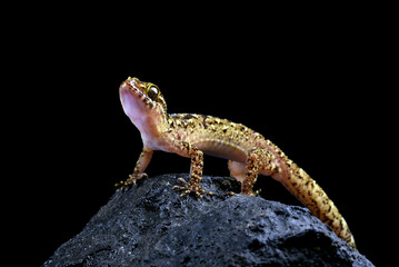 Rock gecko on a black background