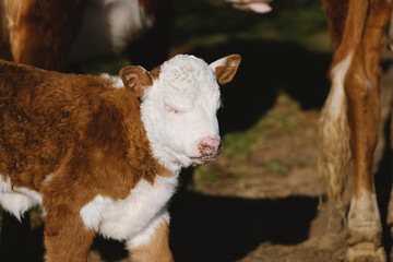 Sleepy Hereford calf closeup shows tired baby cow on farm.