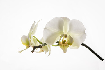 Close up of White and Green Orchid on Bright White Background