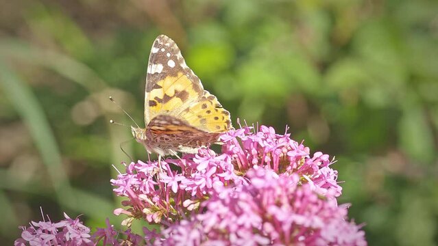 Painted lady, (Vanessa Cardui) feeding on Red Valerian flower