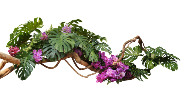 Tropical vibes plant bush floral arrangement with tropical leaves Monstera and fern and Vanda orchids tropical flower decor on tree branch liana vine plant