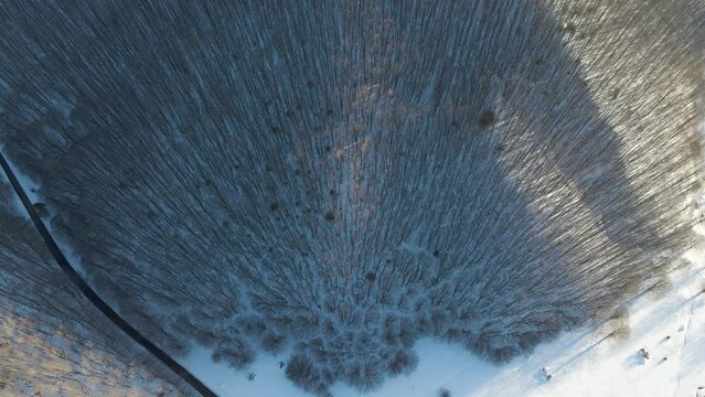 Aerial view of pine trees covered with snow in a forest in winter on Mount Terminio, Serino, Avellino, Irpinia, Campania, Italy.