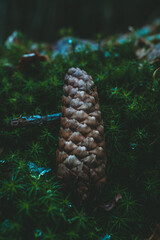 pinecone forest with leafs and grass nature winter