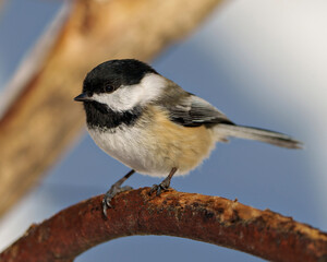 Obraz na płótnie Canvas Chickadee Image and Photo. Close-up side view perched on a branch with a blur forest background in its habitat surrounding and environment displaying feather plumage, body, head, eye, beak.