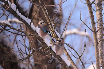 
A pair of jays on snow-covered branches...