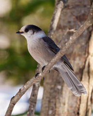 Gray Jay Photo and Image. Close-up profile view perched on tree branch with a blur forest background in its environment and habitat surrounding, displaying grey feather plumage wings and tail.