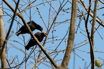 birds on the tree