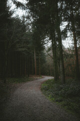 path in the woods forest nature trees moody dark forest