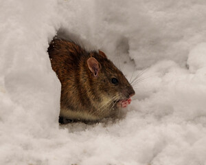 Rat Stock Photo and Image.  Brown rat head close-up in the opening of its burrow den in winter...