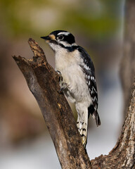 Woodpecker Photo and Image. Female on a branch foraging for food with a blur background in its environment and habitat surrounding.