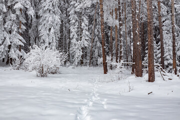 Beautiful winter landscape of pure white snow on trees in coniferous forest. Snowy weather conditions. Natural snowy texture background, fairy scene. Fir and pine wood sight, footprints on the ground.