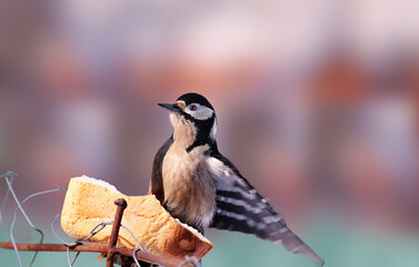 A woodpecker on a blurred background, spreading its wings, sits on bread for a meal,.