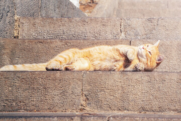 red-haired street striped fluffy cat lies on the street paving stones basking in the rays of the sun