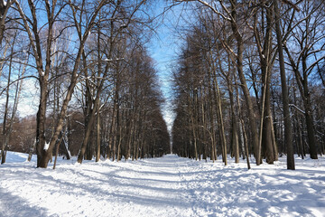 ALLEY IN THE PARK ON A SUNNY WINTER DAY