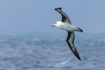 Fototapeta na wymiar Black-browed Albatross (Thalassarche melanophris)