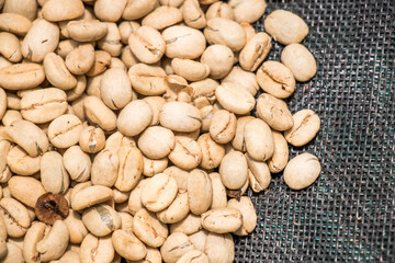 Secado de grano de cafe