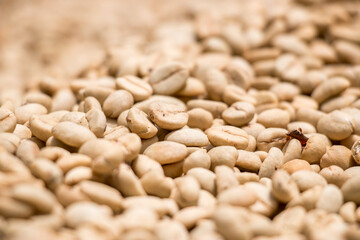 Secado de grano de cafe