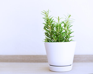 Fresh rosemary herbs in a white pot