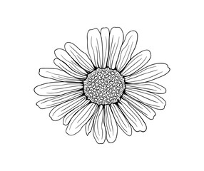 Chamomile. Graphic illustration of a flower for design, cosmetics, textiles, wallpapers. Vector.