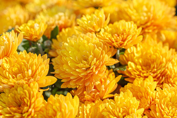 beautiful bushes of yellow chrysanthemum flowers