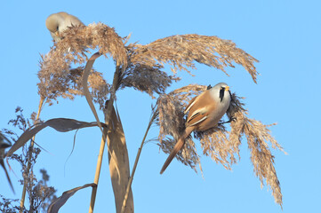 Pear of bearded tit across the top of a reedbed. Panurus biarmicus