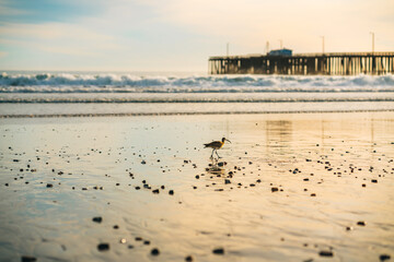 Sunset on the beach. Tranquil scene of a bird walking along the shore, ocean waves, and long wooden...