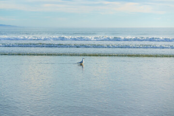 Tranquil abstract seascape, bird standing in water, cloudy sky in the background, copy space for the text