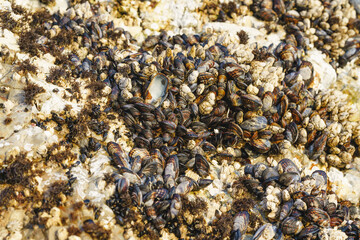 Goose barnacles, or stalked barnacles or gooseneck barnacles, are filter-feeding crustaceans attached to rocks at Avila Beach, California Central Coast