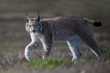 The lynx walks through the meadow and observes the surroundings.